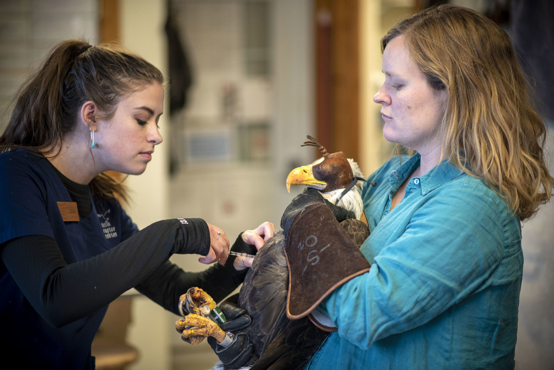 Bald eagle